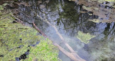 Yüzeyinde ağaçların yansımaları olan kurumuş, şeffaf tatlı kaynak suyu dolu sığ bir havuz.