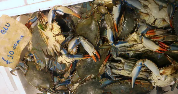 Akdeniz 'in istilacı bir türü olan ve tarlalardaki tüm istiridyeleri öldüren BLUE CRAB türünün birçok kabuklusu sorunlu.