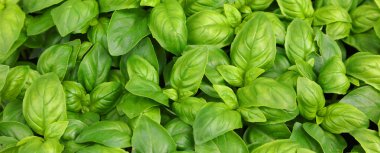 Akdeniz ve Güney Avrupa 'dan gelen lezzetli ve taze tarifler için ideal aromatik BASIL bitkisinin yeşil yaprakları
