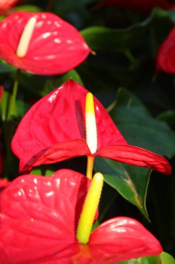 Anthurium 'un büyük sarı ve kırmızı çiçeğinin ayrıntıları bebek odasında satılık güzel bir süs bitkisi.