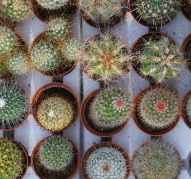 Yukarıdan birçok küçük süs kaktüsü saksısı görünüyor.