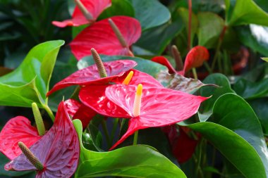 Anthurium 'un Büyük Kırmızı Çiçeği' nin ayrıntıları çocuk odasında bulunan anturyum andraeanum olarak da bilinir.