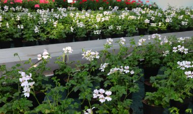 bir çok saksı çiçek açmış GERANIUM ÇİÇEKLERİ İlkbaharda çiçekçi serasında satılık