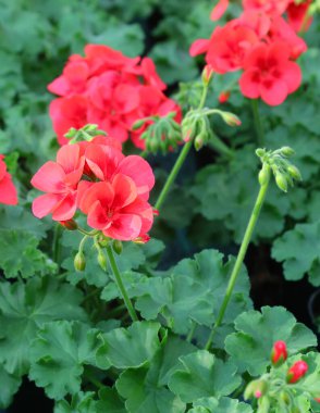 Kırmızı çiçekli GERANIUM ÇİÇEKLERİ İlkbaharda yeşil yapraklı balkonları süslemek için ideal