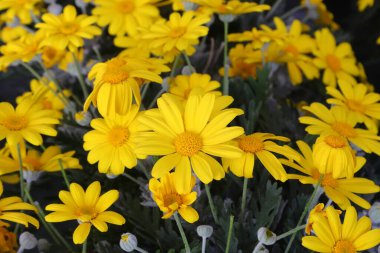 İlkbaharda açan sarı papatyalara çok benzeyen büyük sarı çiçekler.