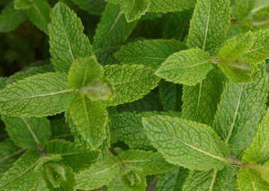 Lezzetli bir mojito içeceği yapmak için uygun aromatik naneli yeşillik arkaplanı.