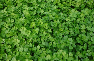 PARSLEY 'in yeşil taze yaprakları sık sık mutfakta kullanılıyor.