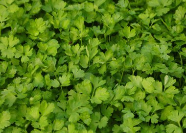 PARSLEY 'in gevrek yaprakları yemek hazırlamada yaygın olarak kullanılır.