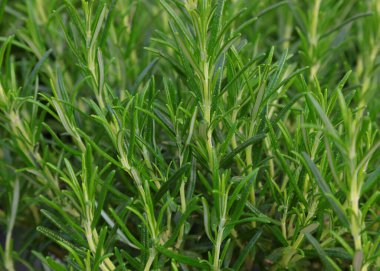 ROSEMARY 'ın kokulu yaprakları. İtalyan mutfağında ve Akdeniz' in sınırındaki ülkelerde sık sık kullanılan güzel kokulu bir bitki.