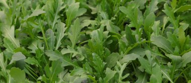 Roket ya da Yeşil ARUGULA taze yaprakları çok özel bir lezzet ile çok sayıda tarifi eklemek için