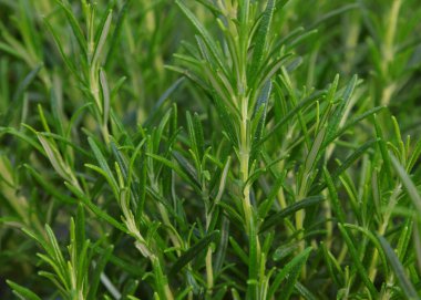 ROSEMARY bitkisinin mis kokulu yaprakları İtalya ve Akdeniz 'de sık sık lezzetli tarifler için kullanılan aromatik bir bitkidir.
