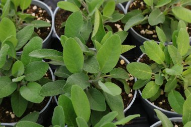 Güney Avrupa yemeklerinde sıkça kullanılan yapraklı aromatik bir bitkidir.