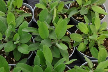 Güney Avrupa 'da yaprakları tarifler için yaygın olarak kullanılan aromatik bir bitki olan SAGE saksısı bitkileri