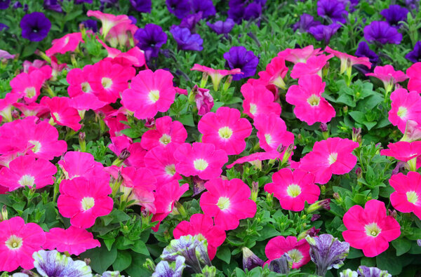 blooming environment with countless flowers including surfinias and petunias and blossoming primulas of diverse bright colors