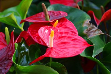 Anthurium 'un Büyük Kırmızı Çiçeği' nin ayrıntılarına andrenyum andraeanum da denir.