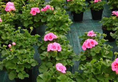 İlkbaharda çiçekçi serasında satılık pembe renkli GERANIUM BLOOMS saksısı.