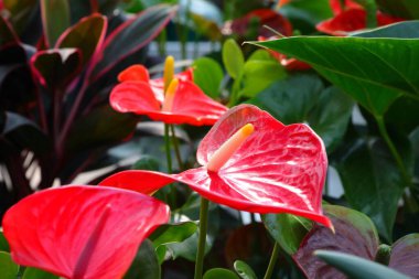 Anthurium 'un Büyük Kırmızı Çiçeği ve çocuk odasında satılık yeşil yaprakların ayrıntıları.