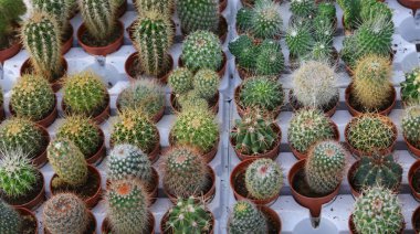 Serada satılık birçok küçük süs kaktüsü bitkisi var.