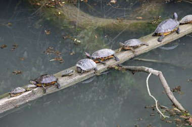 Birçok farklı boyda kaplumbağaların komik bir sahnesi var. Biri diğerinin arkasında, göletteki ağacın üzerinden bir yarış yapmak isteyen kaplumbağalar.