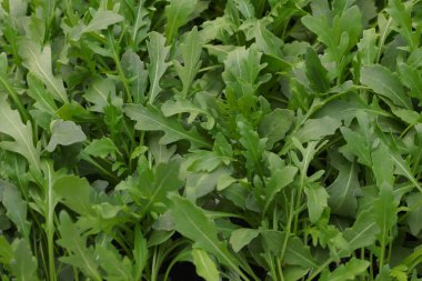Taze yeşil ARUGULA yapraklarının arka planında çok karakteristik bir lezzet var.