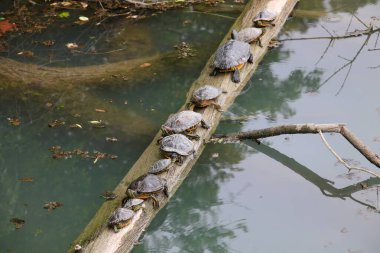 Devrilmiş bir ağacın tepesindeki çeşitli boyutlardaki kaplumbağaların komik sahneleri neredeyse gölette bir yarış gibi görünüyor.