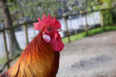 Gururlu bakışlı ve kırmızı ibikli bir horoz ideal liderin ya da komutanın yerini alır.