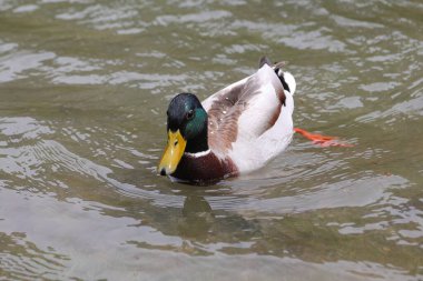 Başında yeşil tüyleri ve gölette yüzen sarı gagalı Mallard ördeği.