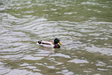 Gölette yüzerken yaban ördeği ya da drake adı verilen kuş