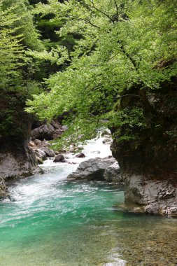 Kanyon kayaları ve baharda ağaçların yeşil yaprakları arasında akan saf temiz su akıntısı.