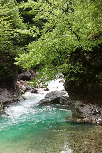 Kanyon kayaları ve baharda ağaçların yeşil yaprakları arasında akan saf temiz su akıntısı.
