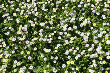 İlkbaharda yeşil çayır. Bellis Perennis ya da papatya denilen bir sürü beyaz çiçek var.