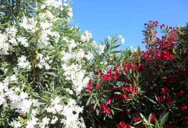 Zakkum bitkisinin beyaz ve kırmızı çiçekleri Akdeniz 'in tipik bitki örtüsü yazın tam çiçekleniyor
