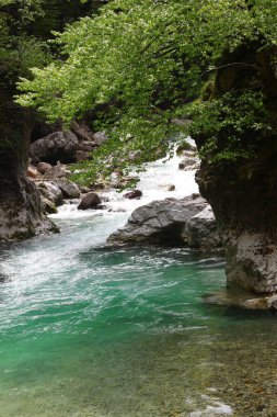 Kanyon kayaları ve ağaçların yeşil yaprakları arasında akan saf temiz su deresi.