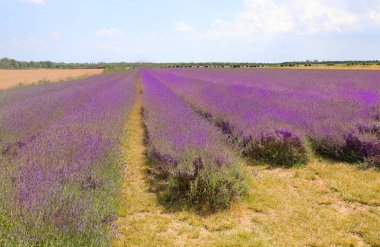 Geniş ovada mor lavanta çiçekleri olan çiçek tarlası