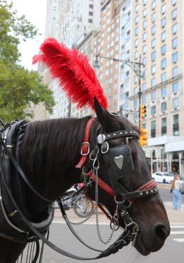 At gözlüğü ve kafasında kırmızı tüyler olan at ve Central Park yakınlarında Manhattan 'ın gökdelenleri.