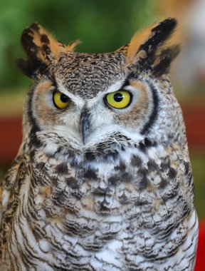 Büyük gece kuşu Büyük Boynuzlu Baykuş 'un çok anlamlı sarı gözleri var.