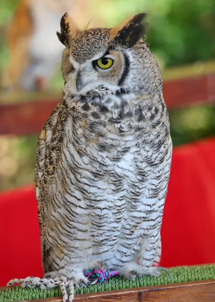 Büyük Boynuzlu Baykuş denen sarı gözlü büyük gece yırtıcısının profili.