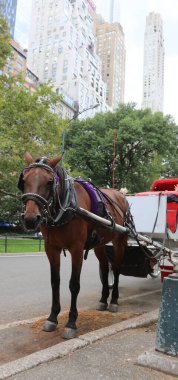 At gözlüğü takmış turistler için Central Park 'ta at arabası bekliyor.