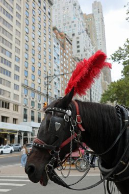 At gözlüğü ve kafasında kırmızı tüy olan at ve Central Park 'ın yakınındaki Manhattan New York gökdelenleri.