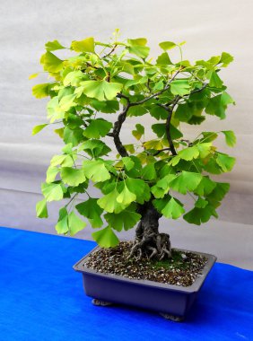 Küçük BONSAI Ginkgo bilob bitkisi