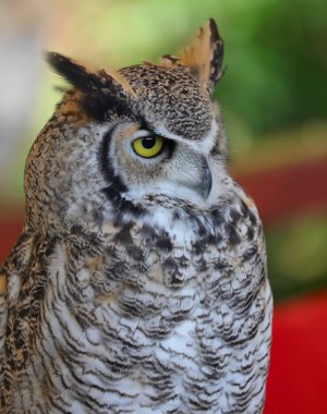 Büyük Boynuzlu Baykuş denen sarı gözlü gece yırtıcısının profili.