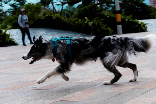 Oyundaki neşeli yavru: Medellin 'in sanayi bölgesinde turuncu topla Border Collie