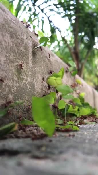 Eine Gruppe Ameisen Trägt Kleine Grüne Blätter Über Eine Mauer — Stockvideo
