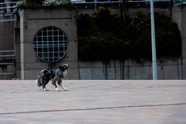 Bir Border Collie köpeği antrenman yaparken atlamak ve antrenörüyle yakalamak için bekliyor..