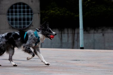 Bir Border Collie köpeği, Medellin 'deki antrenörüyle top atıp yakalamak için antrenman yaparken ağzında bir topla koşarken görülüyor.