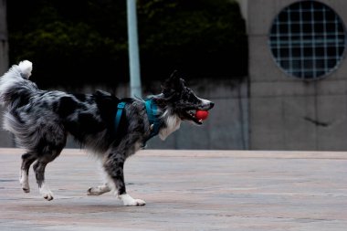 Bir Border Collie köpeği, Medellin 'deki antrenörüyle top atıp yakalamak için antrenman yaparken ağzında bir topla koşarken görülüyor.