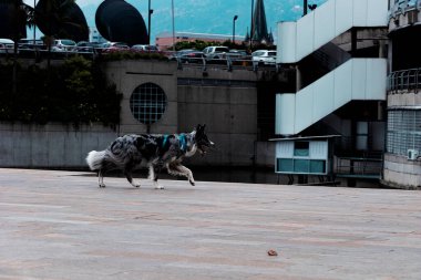Güzel Border Collie köpeği sahibini aramak için Medellin 'in sanayi bölgesinde dolaşıyor..