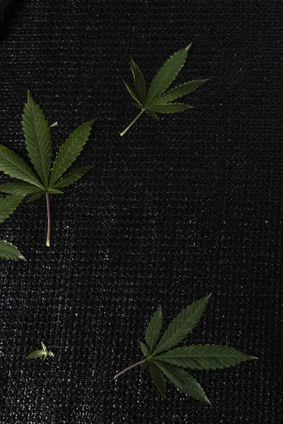 Vibrerande Foliage Pruned Cannabis Plant Leaves Och Orange Rostfritt Stål — Stockfoto