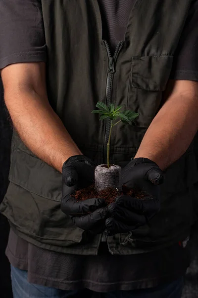 Nurturing New Beginnings: Hands-on Care for a Sprouting Cannabis Seedling