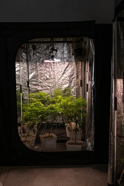 Oásis Cannabis Interior Jardim Próspero Para Cultivo Durante Todo Ano — Fotografia de Stock